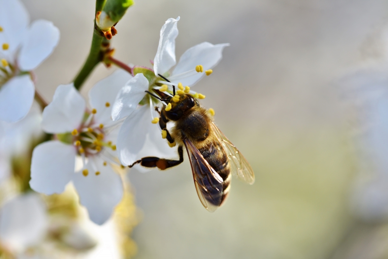 jardinerie-LA GAUDE-min_bee-4092986